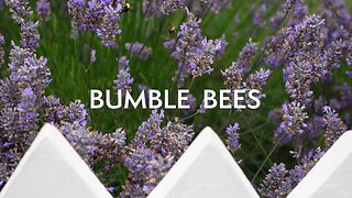 Bumble Bees on Lavender - Serene Nature Sounds for Relaxation in 4K