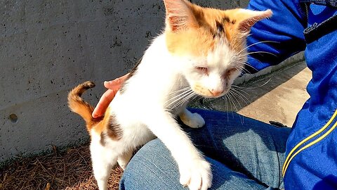 A kitten was sleeping on the road by the sea, so when I was nadenade, the cat got on my lap