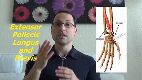 Passive Relaxed Stretches vs Kinesiological Stretches Wrist Extension False Grip Example