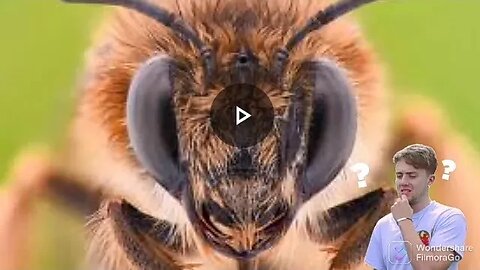 Partie 1: vision de l'abeille, comment les abeilles voient-elles ?