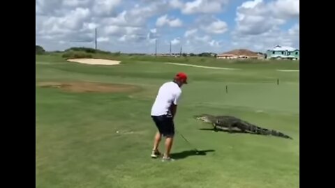 Golfing With Alligators