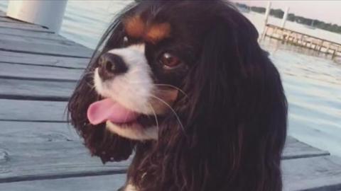 Madison dog dies after swim in Lake Mendota