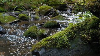 Calming Forest Stream for Sleeping and Meditation