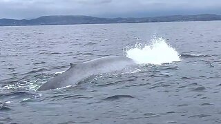 Blue Whale | Captain Dave’s Dolphin & Whale Watching Safari | Dana Point, California #bluewhales