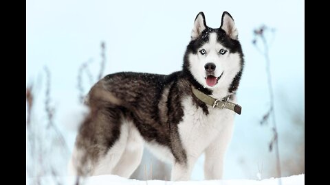 Things you didnt know about the Siberian Husky