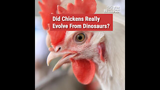 A Brief History of Chickens: Where Do They Come From?
