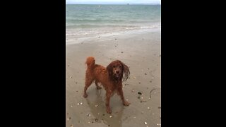 More a Run than a Walk - This Labradoodle Loves the Beach