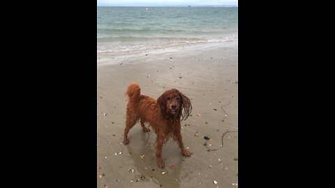 More a Run than a Walk - This Labradoodle Loves the Beach