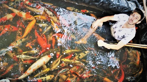 Amazing Harvest Koi Fish japonese in a Koi Farm 2022 #koifarm #koifish #harvestkoifish #koi