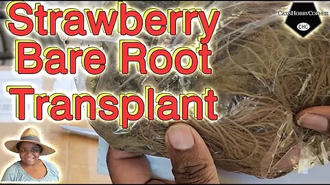 #strawberryplant #bareroot #transplant - catshobbycorner