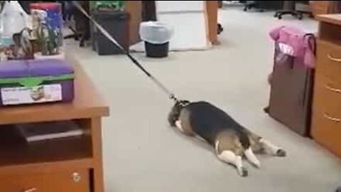 Beagle bliver tvær, fordi den ikke måtte lege