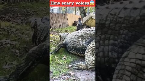 How Scary Voice😱💯🔥 #shorts #crocodile #viral