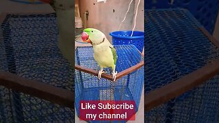 cute Parrot