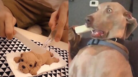 Super Funny Dog Videos fanny animal videos