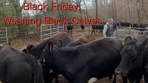 Black Friday: Weaning Black Calves