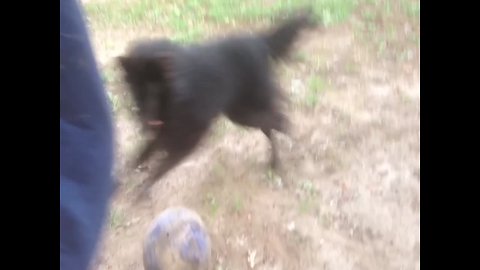 Dog and Owner Jumping Together is the Best thing you'll see Today