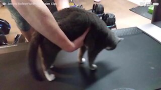 Un chat refuse de faire de l’exercice sur un tapis de cours !