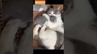 CAT VIDEO