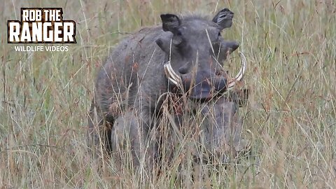 Warthogs Makin' Bacon? | Lalashe Maasai Mara Safari