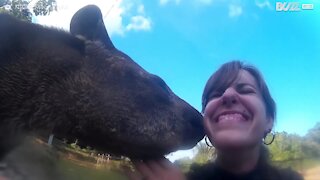 Cucciolo di tapiro dimostra il suo amore per l'amica umana