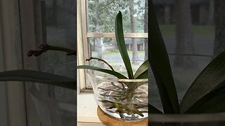 Orchid Timelapse