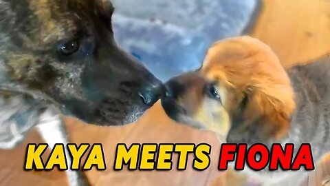 FIONA gets STUNLOCKED BY KAYA | First Meeting