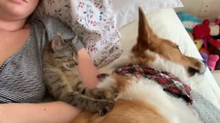 Ce chat masse avec entrain son ami chien