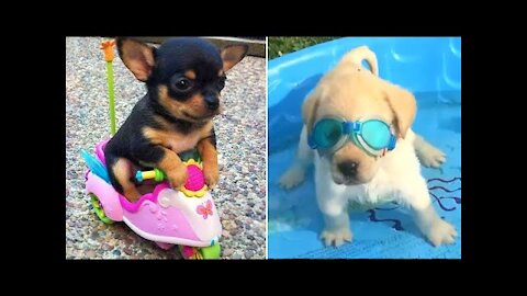 Funny and Cute Dogs Videos Compilation 2021_