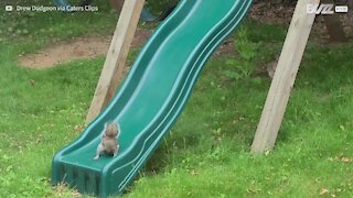 Esquilo diverte-se a brincar no escorrega