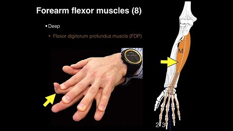 Forearm flexor muscles