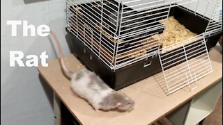 The Rat: Takes a Tumble