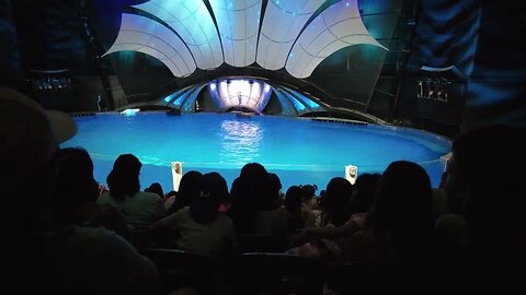 Experience the Magic: Georgia Aquarium's Mesmerizing Dolphin Show