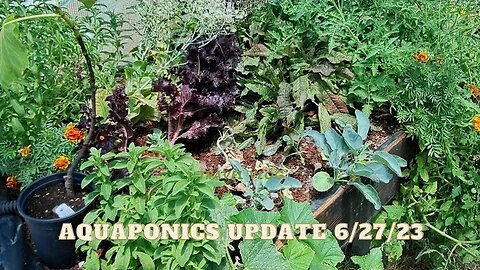 Aquaponics Update 6/27/23