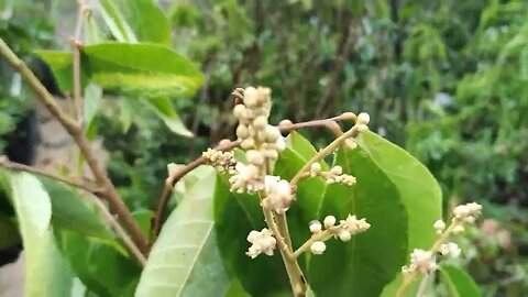 frutíferas produzindo em vaso grumixama anã lichia Logan cereja matosi pêssego Nectarina jabuticaba