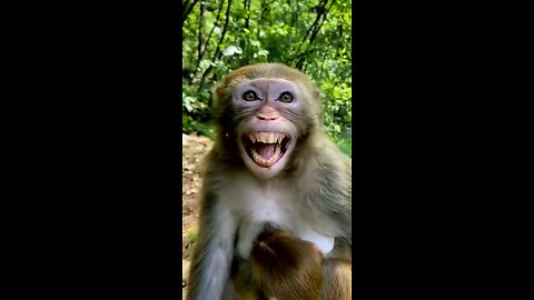 Monkey_Laughing_Funny___video_-_Animal_😂 #rumble #comediology