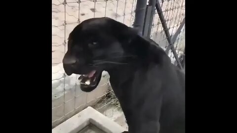 Roar Of Black Jaguar 🐆#Shorts #ytshorts #UbertainmentFun #Dogs #Animals #Fun