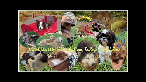 What The World Needs Now Is Love... Heavenly Petsitting 2019 Pet Recital