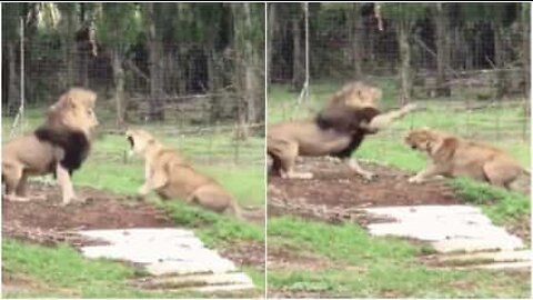 Scary moment a couple of lions have an argument