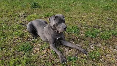 Bruce The Puppy Cane Corso 50 KG 110 Lbs 10.5 Months Old