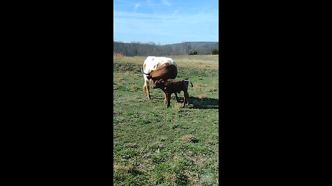 Momma cow and baby hanging out and being sleepy