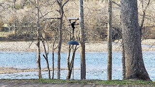 PETE AT THE FEEDER IN THE OZARKS