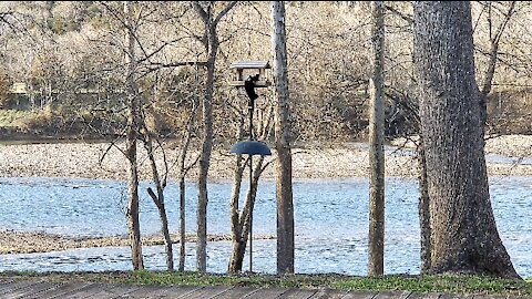 PETE AT THE FEEDER IN THE OZARKS