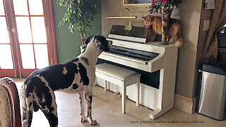 Funny Cat and Great Dane Have a Stare Down