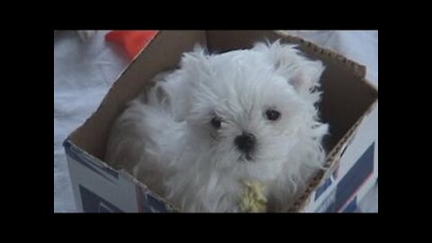 Maltese Puppies - A Little Older