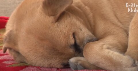 El perrito que no dejaba de temblar y llevaba semanas sin dormir desconcierta al veterinario