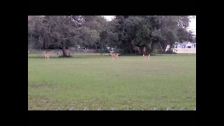 Family of dear in park