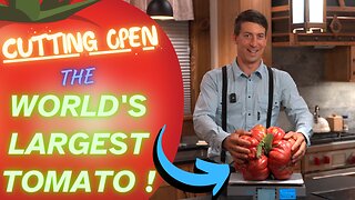 WORLD'S BIGGEST TOMATO! 17.15 lbs! I CUT OPEN the BIGGEST GIANT TOMATO IN THE WORLD! WHAT'S INSIDE?