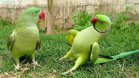 Beautiful talking parrot dancing and talking