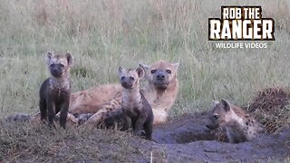 Very Active Hyena Den | Lalashe Maasai Mara Safari