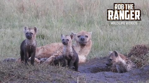 Very Active Hyena Den | Lalashe Maasai Mara Safari